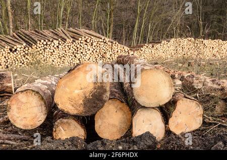 Lumberyard or logging site with piles of felled trees or log trunks, stack of wood logs in the forest, cross-section, deforestation in Germany, Europe Stock Photo