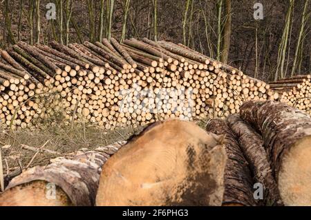 Lumberyard or logging site with piles of felled trees or log trunks, stack of wood logs in the forest, cross-section, deforestation in Germany, Europe Stock Photo