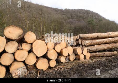 Lumberyard or logging site with piles of felled trees or log trunks, stack of wood logs in the forest, cross-section, deforestation in Germany, Europe Stock Photo