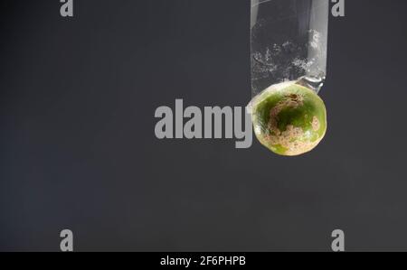 Lemon fruit hanging by sticky tape on dark background. Lemon is a key part of intestinal health. Eases anxiety: Acid fruit used for juices and drinks. Stock Photo