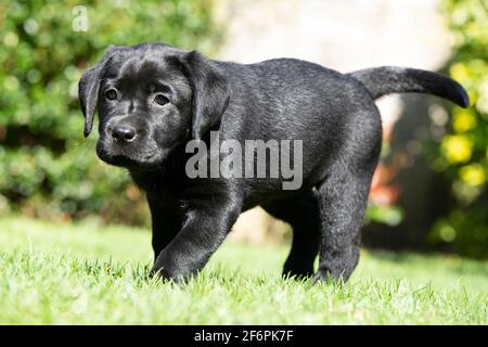 Eight Week Old Black Labrador Puppy Playing In a Garden Stock Photo