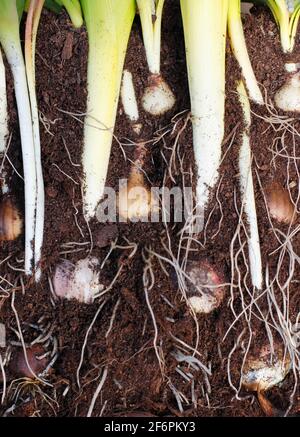 Bulb lasagne cross section. Muscari, narcissus, hyacinth and tulip bulbs layered in a pot for a dense, successional flower display. Stock Photo