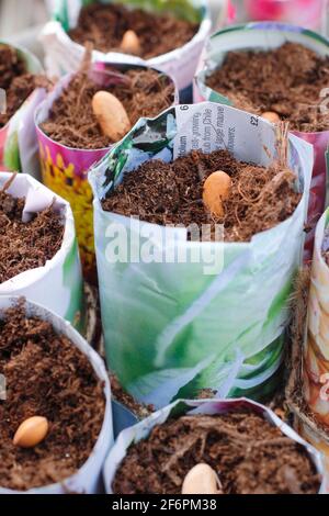 Sowing French beans. Starting off 'Violet Podded' French beans - Phaseolus vulgaris - in homemade paper pots. UK Stock Photo