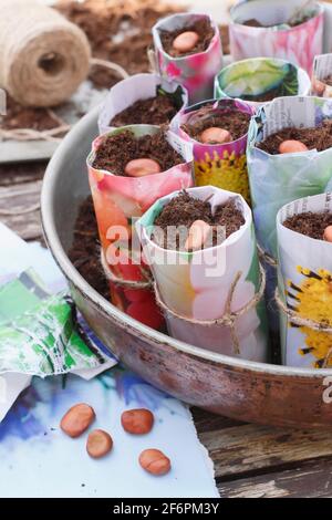 Sowing broad beans in paper pots indoors to aid reliable germination. Vicia faba 'Bunyard's Exhibition'. UK Stock Photo