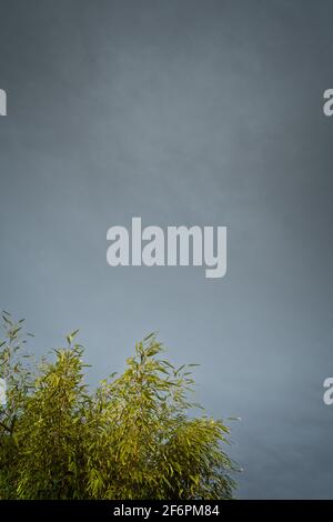Grey overcast sky with clouds; sunlit bamboo branches in the corner. Stock Photo