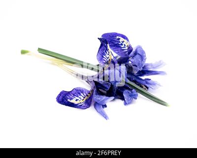 Iris isolated on white background Stock Photo