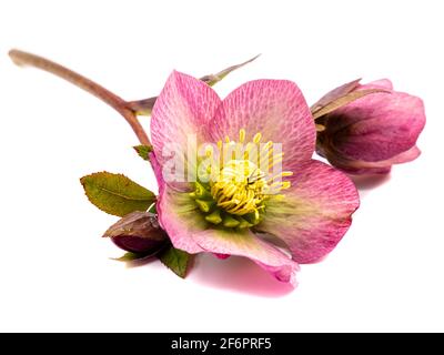 pink snow rose isolated on white background Stock Photo