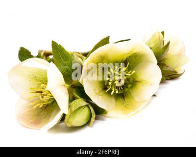 white snow rose isolated on white background Stock Photo