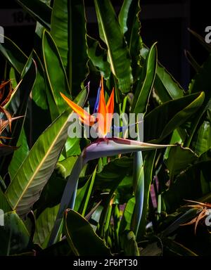 Vibrantly colored bird of paradise plant closeup with dark green garden setting blurred background Stock Photo