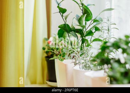 Home plants in pots. Gardening and sustainable living concept. Growing houseplants. Eco-friendly hobby. Stock Photo