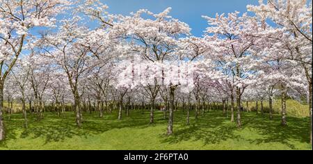 Cherry blossom trees ( Prunus × yedoensis ) in full bloom, Bloesempark, Amsterdamse bos, Amstelveen, North Holland, Netherlands Stock Photo