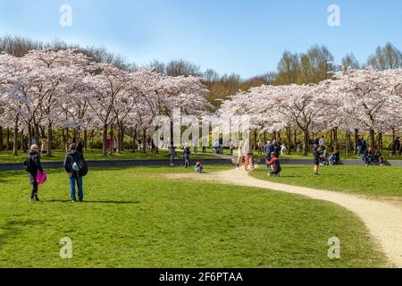 Cherry blossom trees ( Prunus × yedoensis ) in full bloom, Bloesempark, Amsterdamse bos, Amstelveen, North Holland, Netherlands Stock Photo