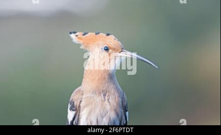 hoopoe close-up portrait in a summer landscape