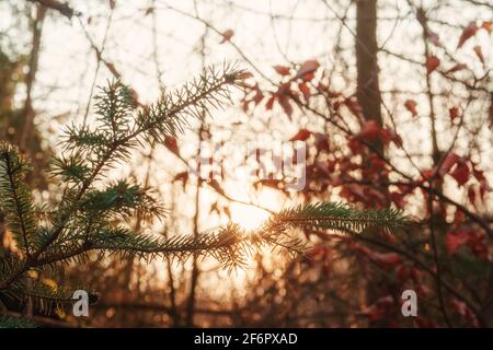 A sunlit forest in the morning in an autumnal atmosphere Stock Photo