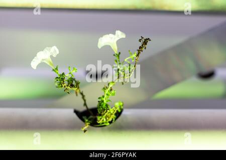 plants in poly pipe containers. decor Stock Photo