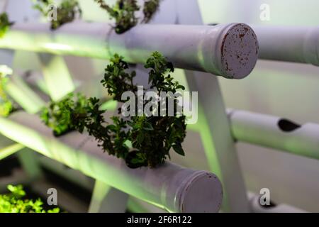 plants in poly pipe containers. decor Stock Photo