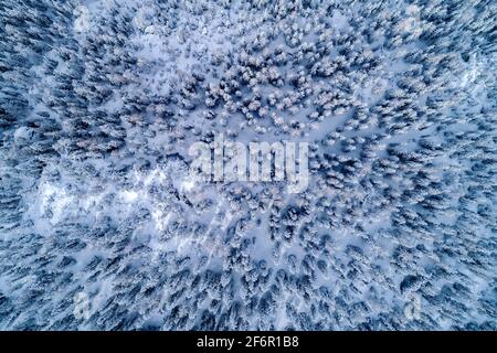 Pine forest with fresh snow, orthogonal aerial view Stock Photo