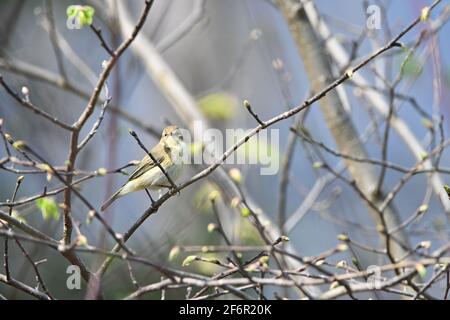 Chiffchaff sitting in a tree Stock Photo