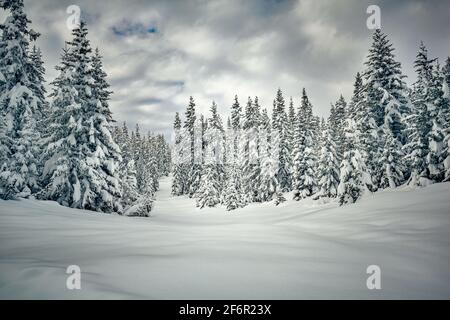 whitewashed fir trees with fresh snow Stock Photo