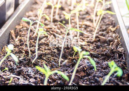 Tomato seedlings in potting mix grow indoors with additional artificial lighting. Expects favorable conditions for planting in open ground Stock Photo