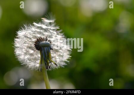 Seedhead of a Dandelion in spring, on a field close up flower head, fluffy flower. Stock Photo