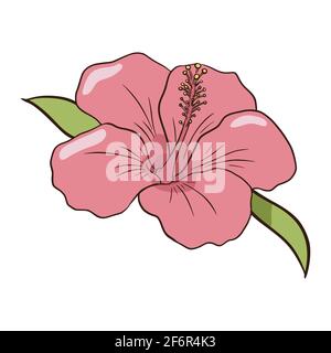 Hand drawn pink hibiscus icon. Flat style line drawing colourful isolated illustration Stock Vector