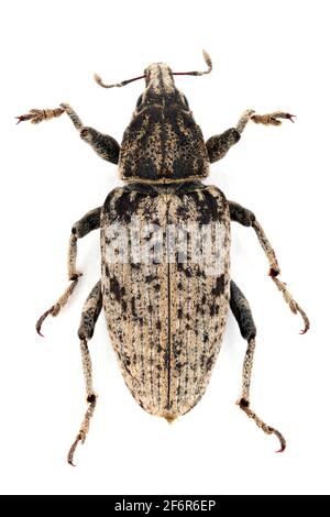 Sugarbeet weevil (Asproparthenis punctiventris formerly Bothynoderes punctiventris). It is an important pest of beet crops. Isolated Stock Photo