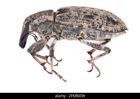 Sugar beet weevil (Asproparthenis punctiventris formerly Bothynoderes punctiventris). It is an important pest of beet crops. Isolated Stock Photo