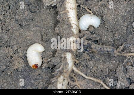 Larva / larvae of Sugarbeet weevil (Asproparthenis punctiventris formerly Bothynoderes punctiventris) on leaves damaged beetroot plants. Stock Photo