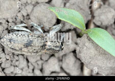 Damaged sugar beet seedling by Sugar beet weevil (Asproparthenis punctiventris formerly Bothynoderes punctiventris). It is an important pest of beet c Stock Photo