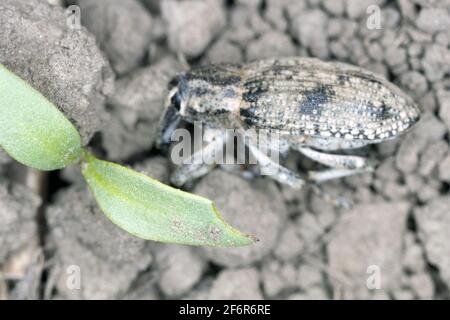 Damaged sugar beet seedling by Sugar beet weevil (Asproparthenis punctiventris formerly Bothynoderes punctiventris). It is an important pest of beet c Stock Photo