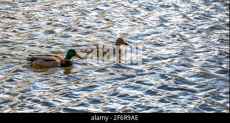 Pair of Mallard ducks swimming in river, Scotland, UK Stock Photo