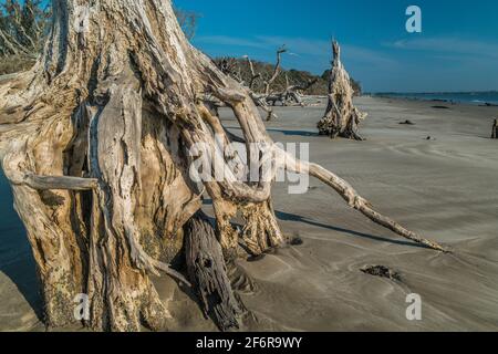 Driftwood scattered all over the beach with one large tree trunk in the foreground weathered and decayed and several others in the background by the o Stock Photo