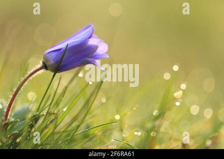 Blue Bell Flowers Macro With Water Drops And Waterfall Beautiful Background Nature Blooming Norway Stock Photo Alamy Blue Bell Flowers Macro With Water Drops And Waterfall Beautiful Background Nature Blooming Norway Stock Photo Alamy