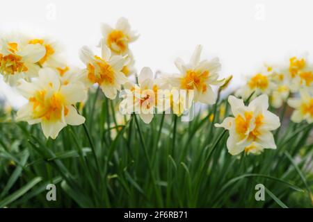 Double headed white and yellow gold daffodils. The flowers are against a white sky. Stock Photo