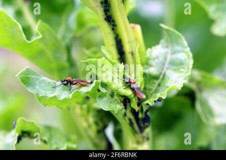 Bibio hortulanus is a fly from the family Bibionidae called March flies and lovebugs on sugar beet plant. Larvae of this insects live in soil Stock Photo
