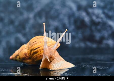 large yellow live snail on a smooth black surface against a dark background Stock Photo