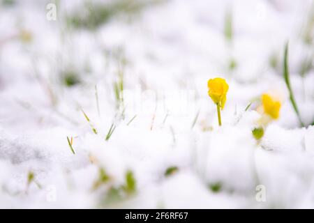 Yellow flower blooming in white snow on cold spring morning. Stock Photo
