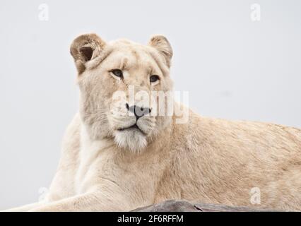 White Lion Stock Photo