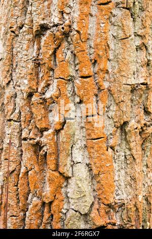 Reddening of the poplar tree bark texture is caused by the alga Trentepohlia umbrina Stock Photo