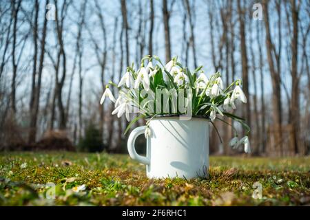 Bouquet of snowdrops in an iron mug on spring meadow forest closeup. Macro nature photography Stock Photo
