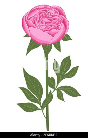 Single peony. Large garden flower on a white background. Delicate lush pink flower. Vector. Stock Vector