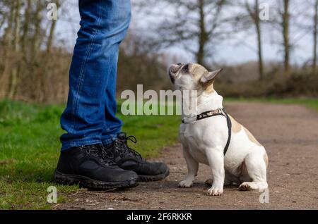 french bulldog puppy looks up attentively at owner in a dog park Stock Photo
