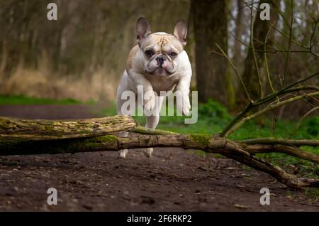 french bulldog pup jumps over tree stump in forest path. Action dog agility shot. Stock Photo