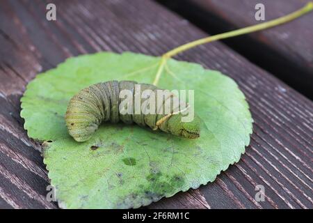 Macro of a poplar moth caterpillar on a leaf Stock Photo