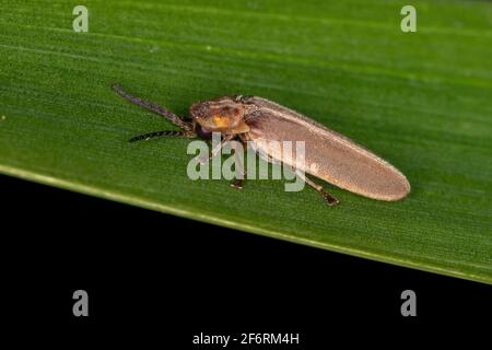 Adul Firefly Beetle of the Family Lampyridae Stock Photo