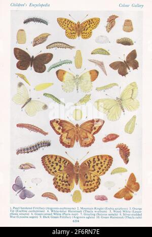 Vintage illustrations of British Butterflies. Stock Photo