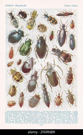 Vintage illustrations of British Beetles Stock Photo