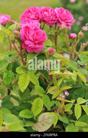 Pink Moss rose (Rosa) Catherine de Wuertemberg blooms in a garden in June Stock Photo