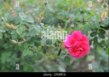Deep pink shrub rose (Rosa) Cerise Bouquet blooms in a garden in June Stock Photo